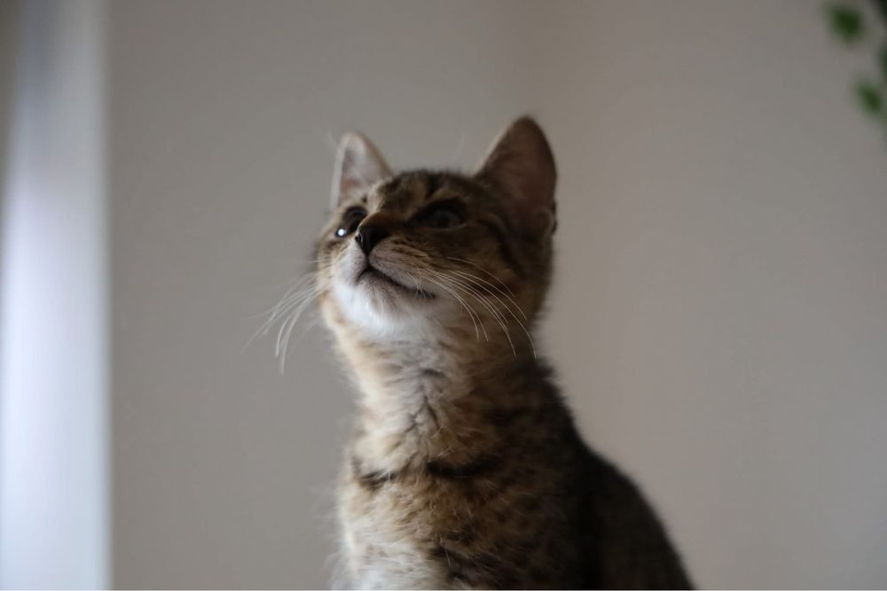 Feniks i Uno kot koty kociaki kotki do adopcji oddam za darmo