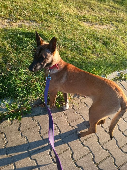 Oddam za darmo suczkę