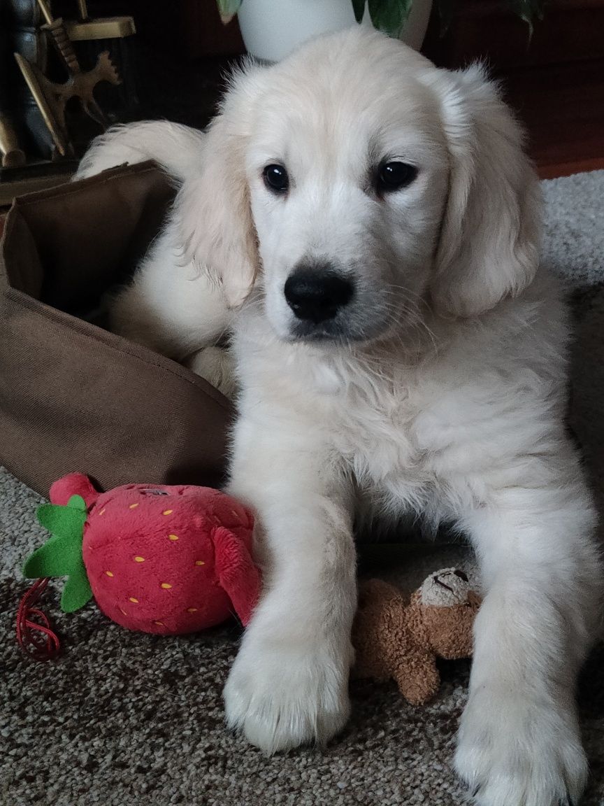 Golden Retriever piesek