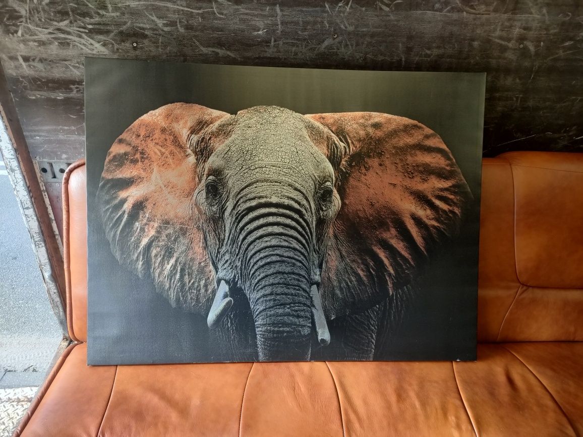 Obraz ze słoniem – 80 × 120 cm – gotowy do zawieszenia