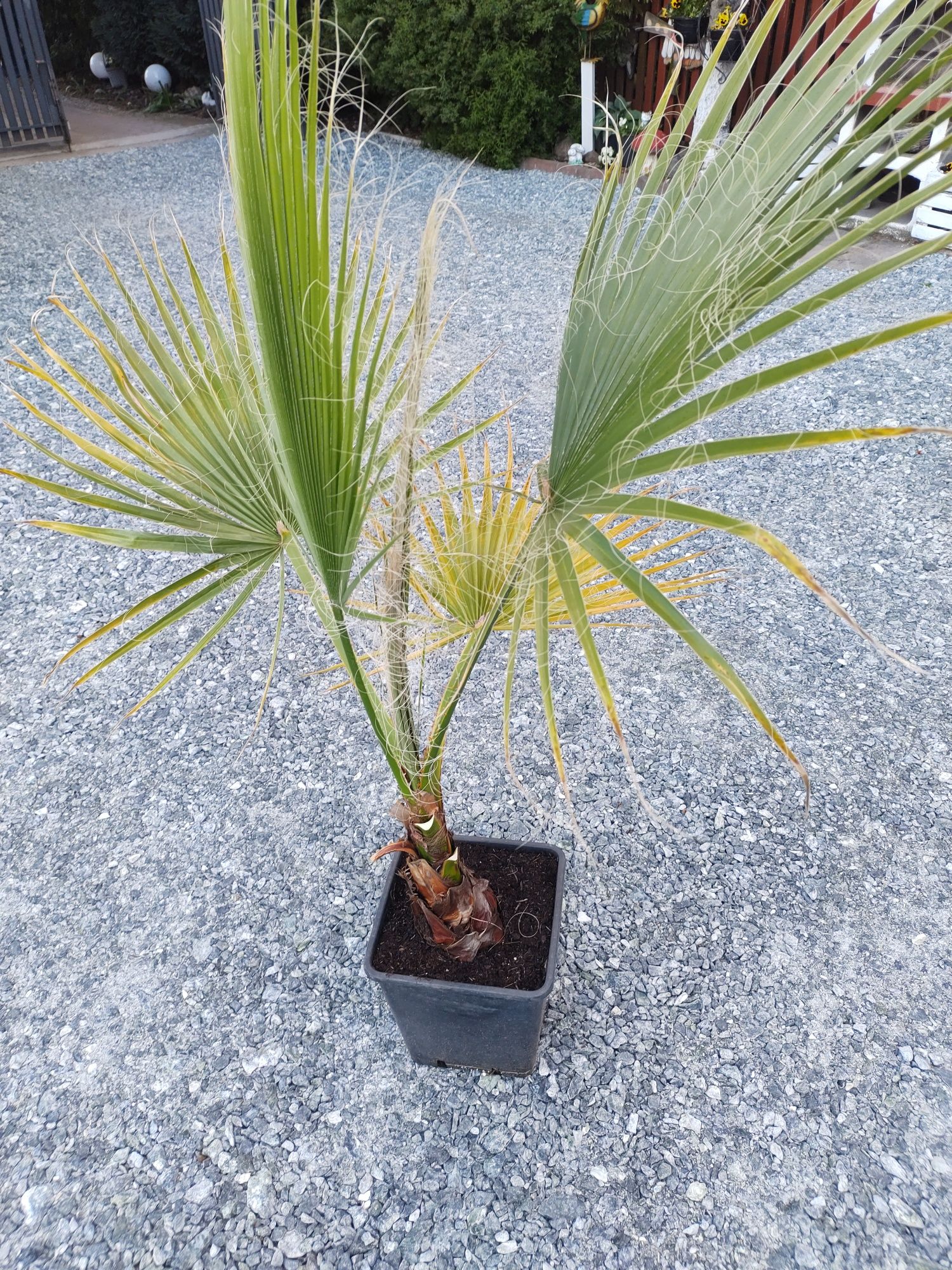 Palma Washingtonia Filifera (nitkowata) 120 - 140 cm