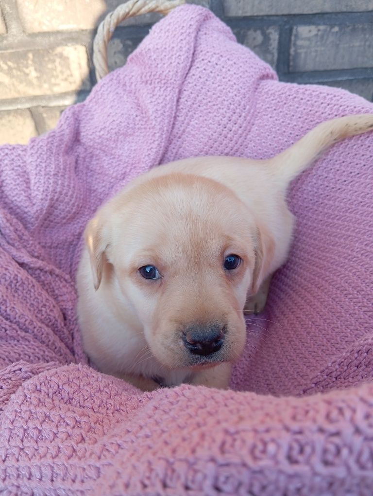 Labrador retriever szczeniak z rodowodem