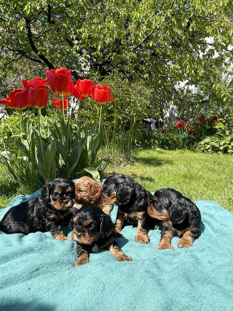 Cavalier King Charles Spaniel