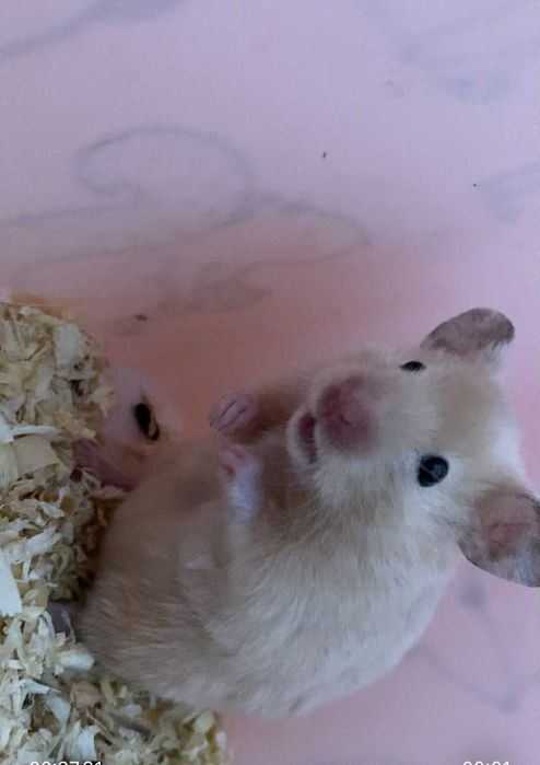 Chomik z klatka i akcesoriami