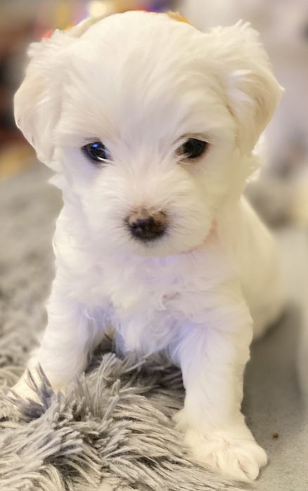 Maltanczyk szczeniaczek- suczka