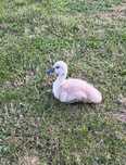 Cisne  preto novo