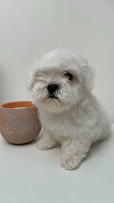 Piękna Suczka z Metryka. Maltańczyk. Mini. Do odbioru.