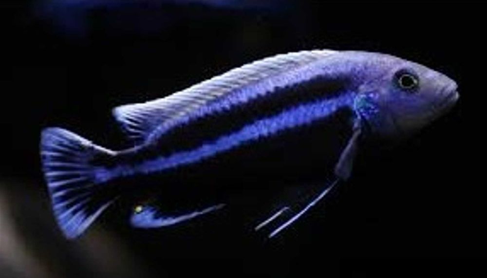 Melanochromis chipokae - PYSZCZAK - dowozimy, wysyłamy