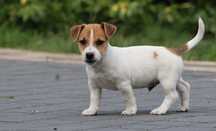 Jack Russell Terrier z hodowli "BREFIO" / piesek -badania genetyczne