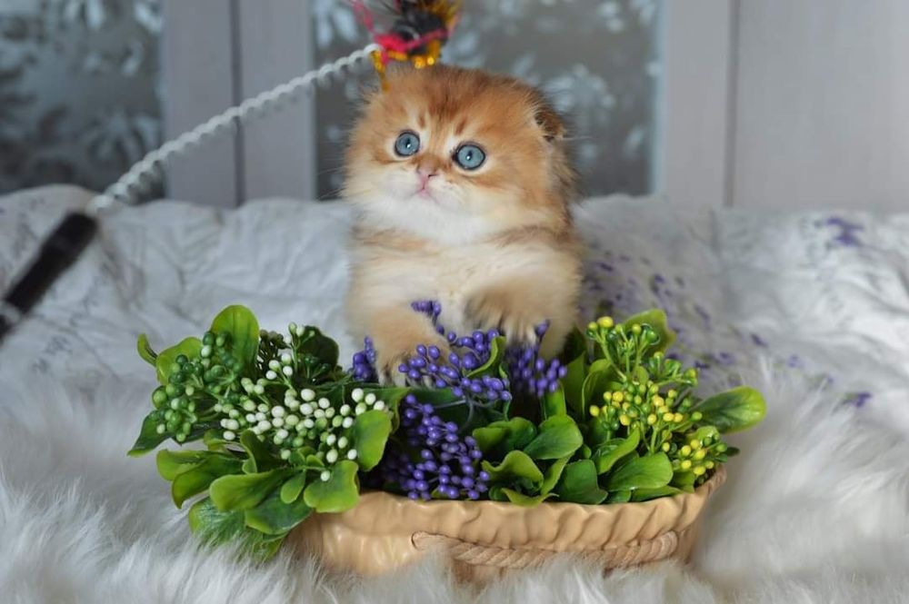 Котята Золота шиншила!