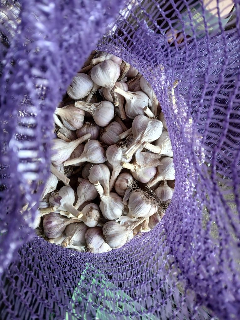 Часник на посадку першої репродукції, сорт Любаша
