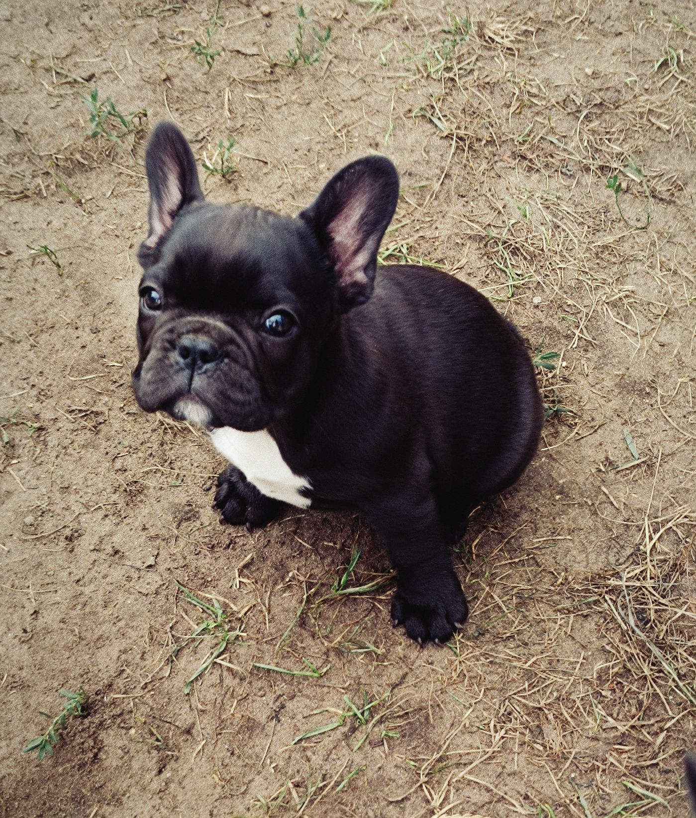 Buldog Francuski