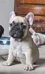 Buldog francuski sunia