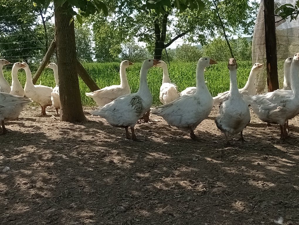 Sprzedam gęsi siodłate z lutego tego roku