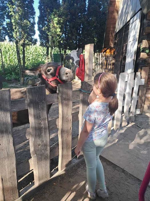 Śliczna oślica, zabawna, młoda, piekna