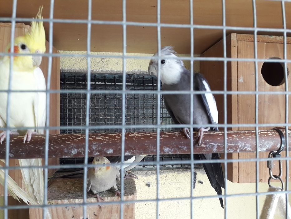 Vendo caturras de várias cor