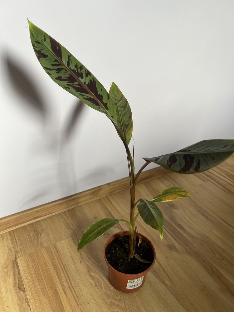 Bananowiec Ensete Ventricosum "Large seed"i inne odmiany bananowców