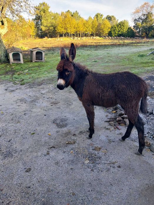 Burro com 6 meses
