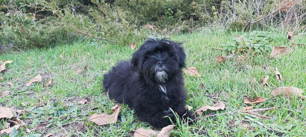 Мальчик мальтипу