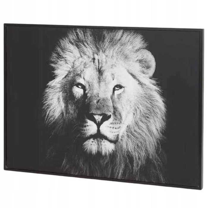 Obrazek obraz lew czarna rama 38x28