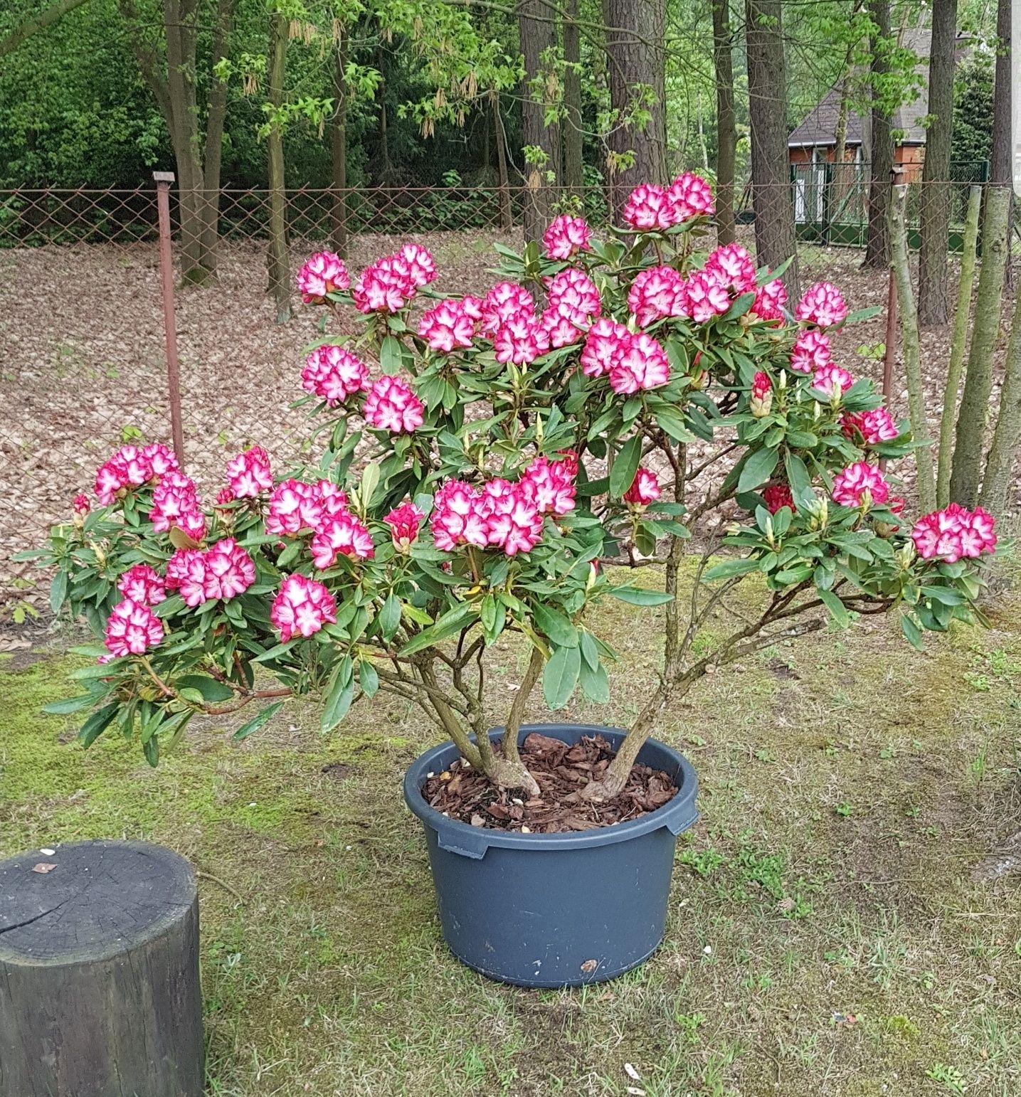 Rododendron Różanecznik