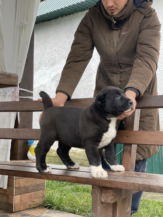 Цуценята алабая.