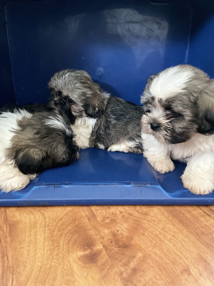 ŚliczNy Piesek Rasy Shih Tzu