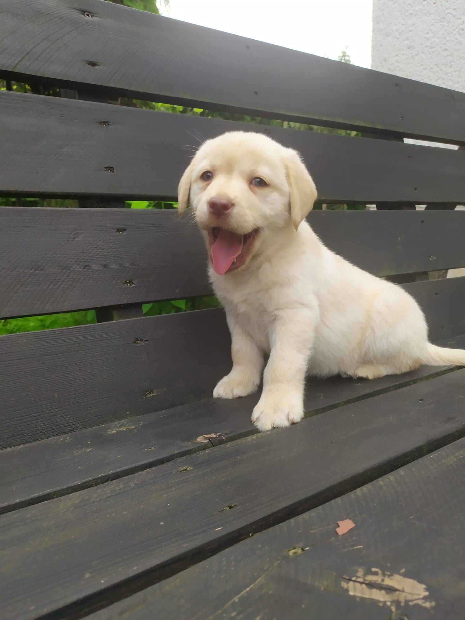 Labrador retriever