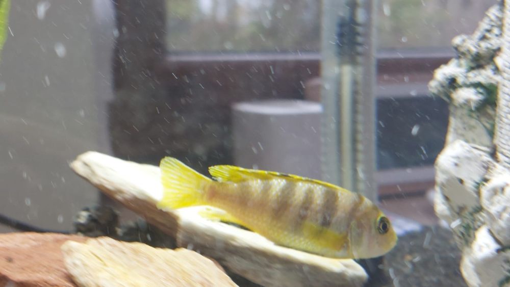 Labidochromis perlmutt, samiec młody wybarwiony