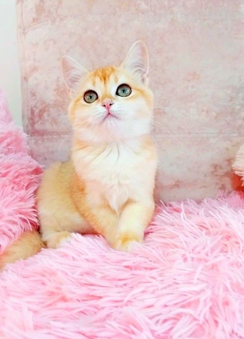 Шотландська красунечка дівчинка шиншилка