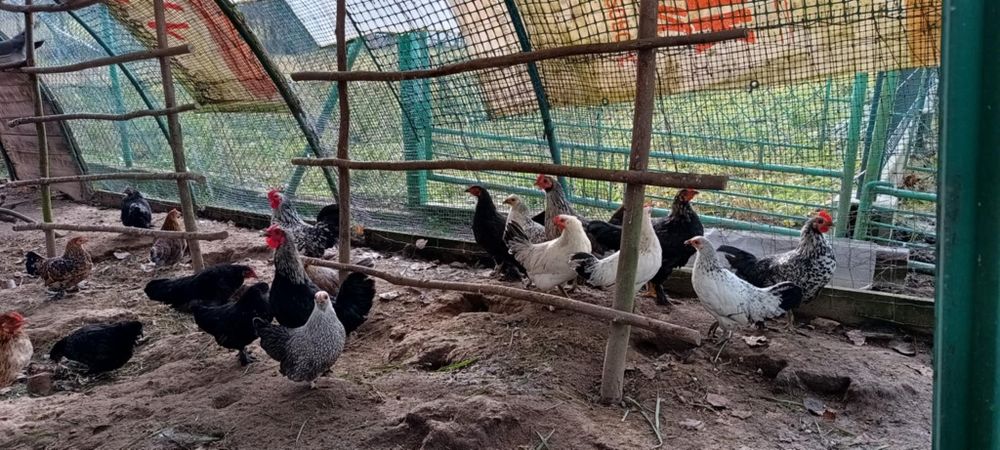 Koguty liliput liliputy karzełek polski