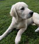 Piesek Golden Retriever