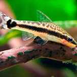 Otocinclus affinis