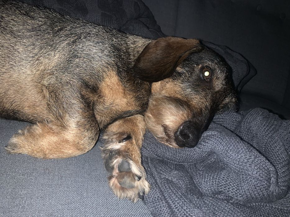 Indywidualna opieka nad psem lub kotem