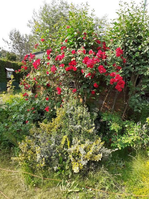 Sprzedam działkę ROD w Rodzinnym Ogrodzie Działkowym "Malwa"