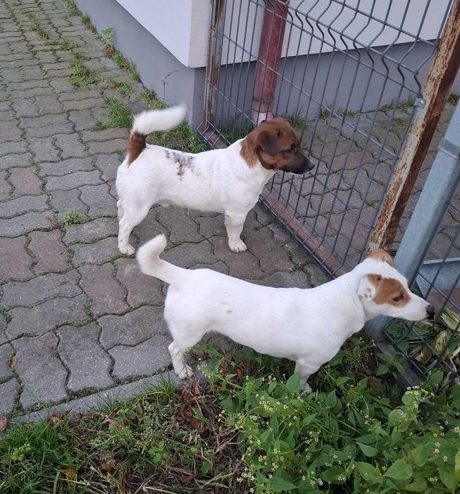 Jack Russell Terrier - Sunia