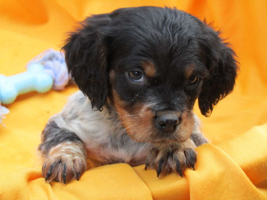 Epagneul Breton Variedade Tricolor LOP/Pedigree/Afixo.