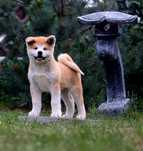Akita Inu FCI/ZKwP