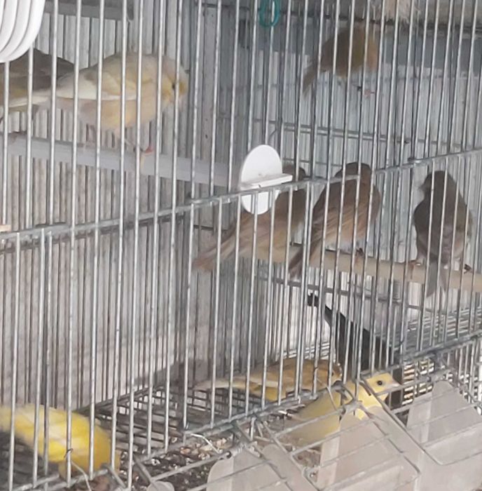 Lote de Canários Raça Espanhola