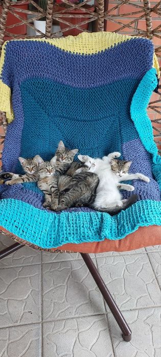 Кошенята безкоштовно стерилізовані