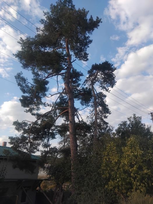 Спил деревьев любой сложности Распил на чурки в подарок