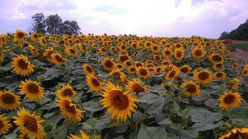 Sprzedam słonecznik czyszczony