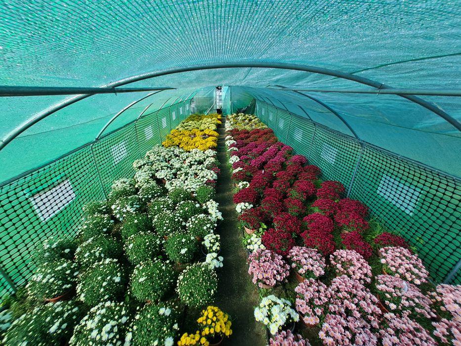 Sprzedam chryzantemy