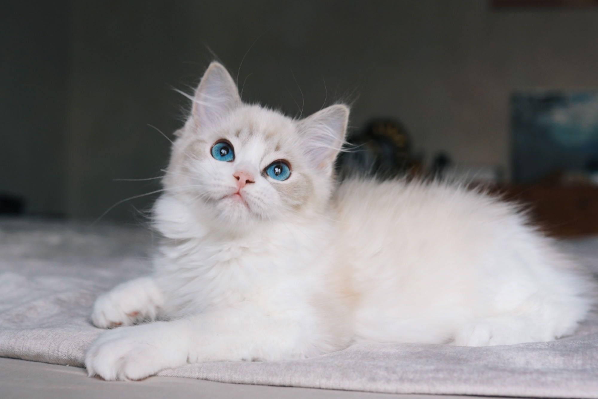 Ragdoll kocurek PL*AVOCADO Wrocław