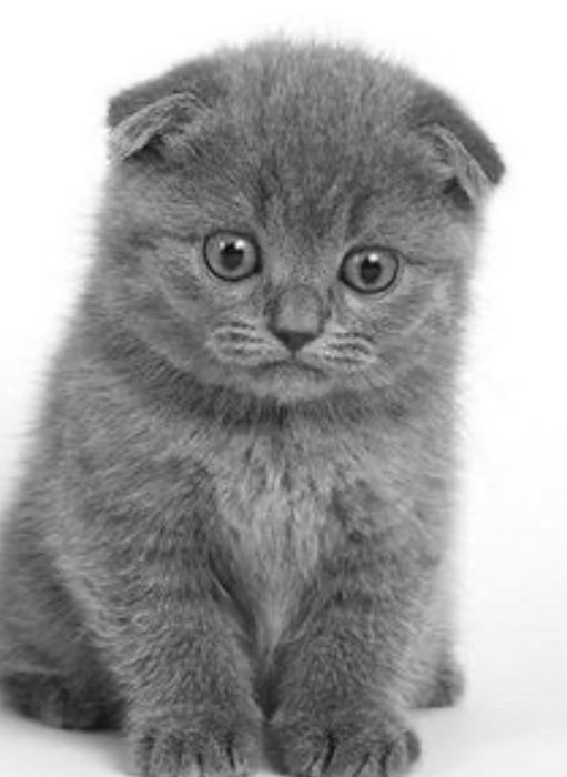 Продам прекрасного котенка