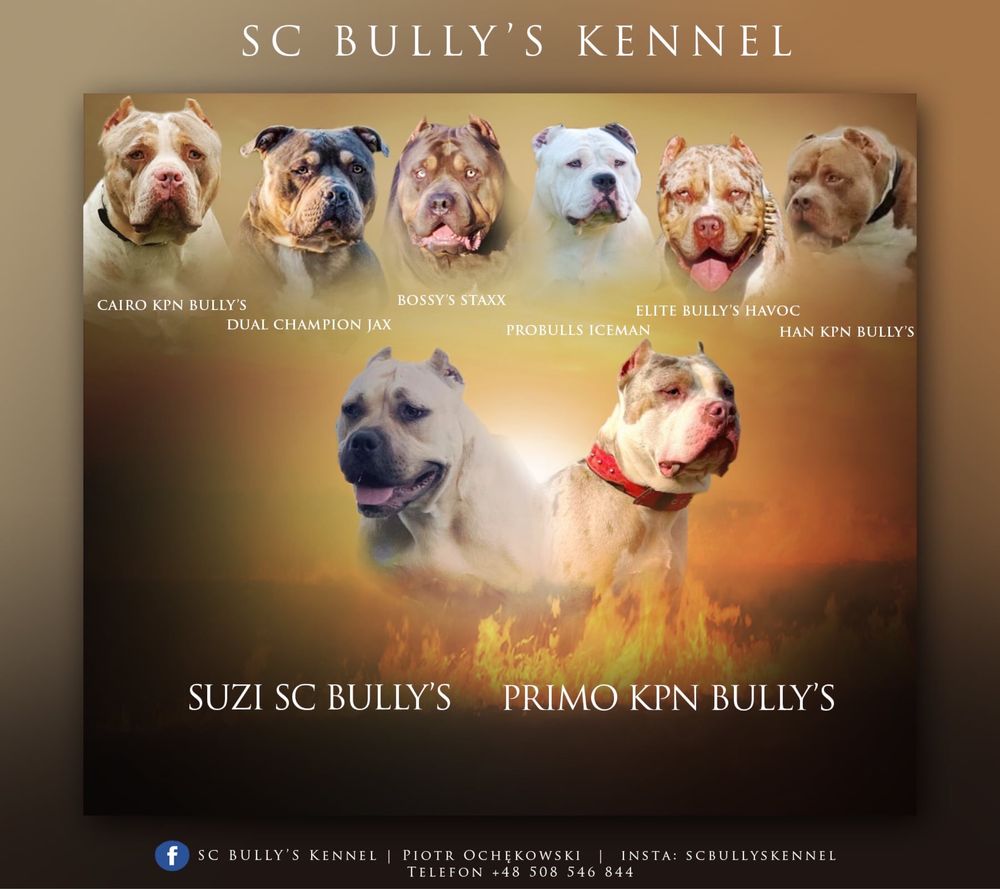 American Bully XL suczka Shelby