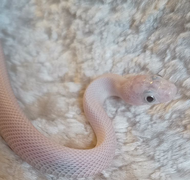 Wąż smugowy leucistic obsoleta