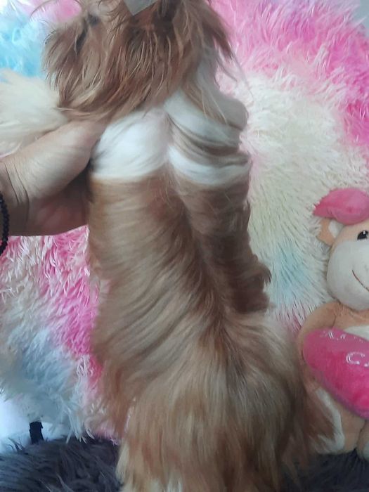 White ocean pearl Yorkshire terrier miniaturka suczka paszport