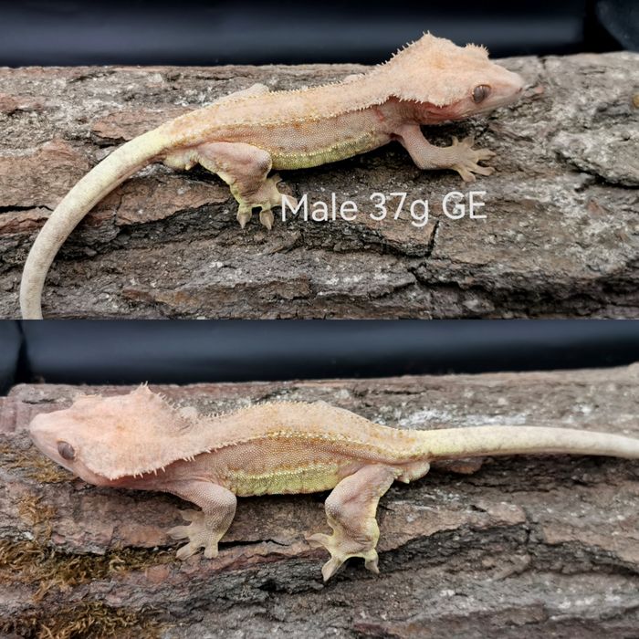 Gekon orzęsiony samce Lw