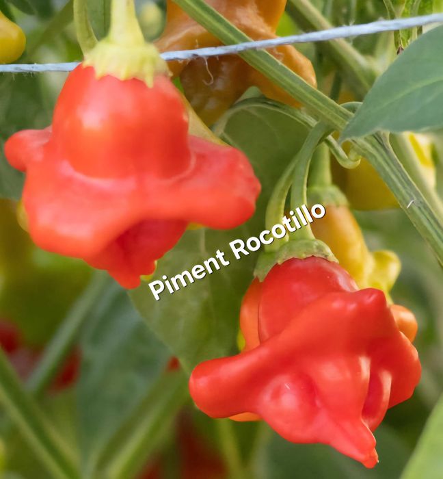 Sementes Pimentas para Troca